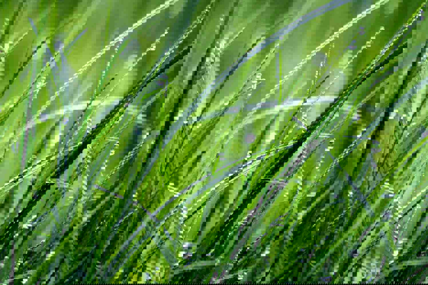 Groen Plaatje Voor Bij Nieuwsbericht